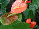 Anthurium Andraeanum